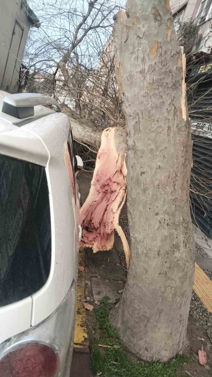 Kamyon çarptı, çınar ağacı araçların üzerine devrildi
