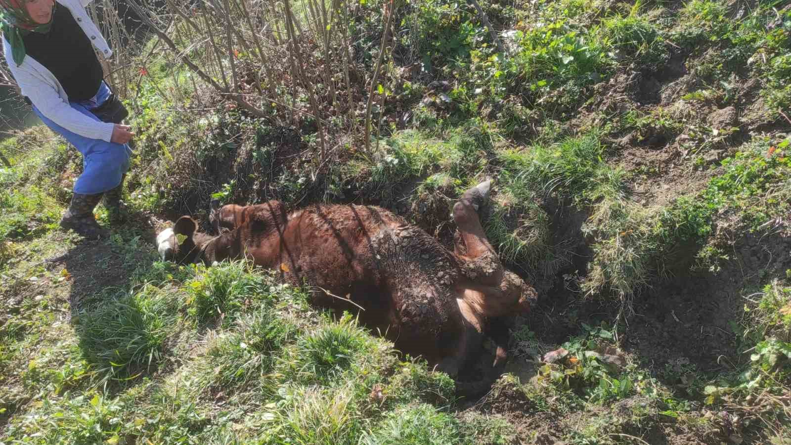 Kanala düşen ineği zabıta kurtardı
