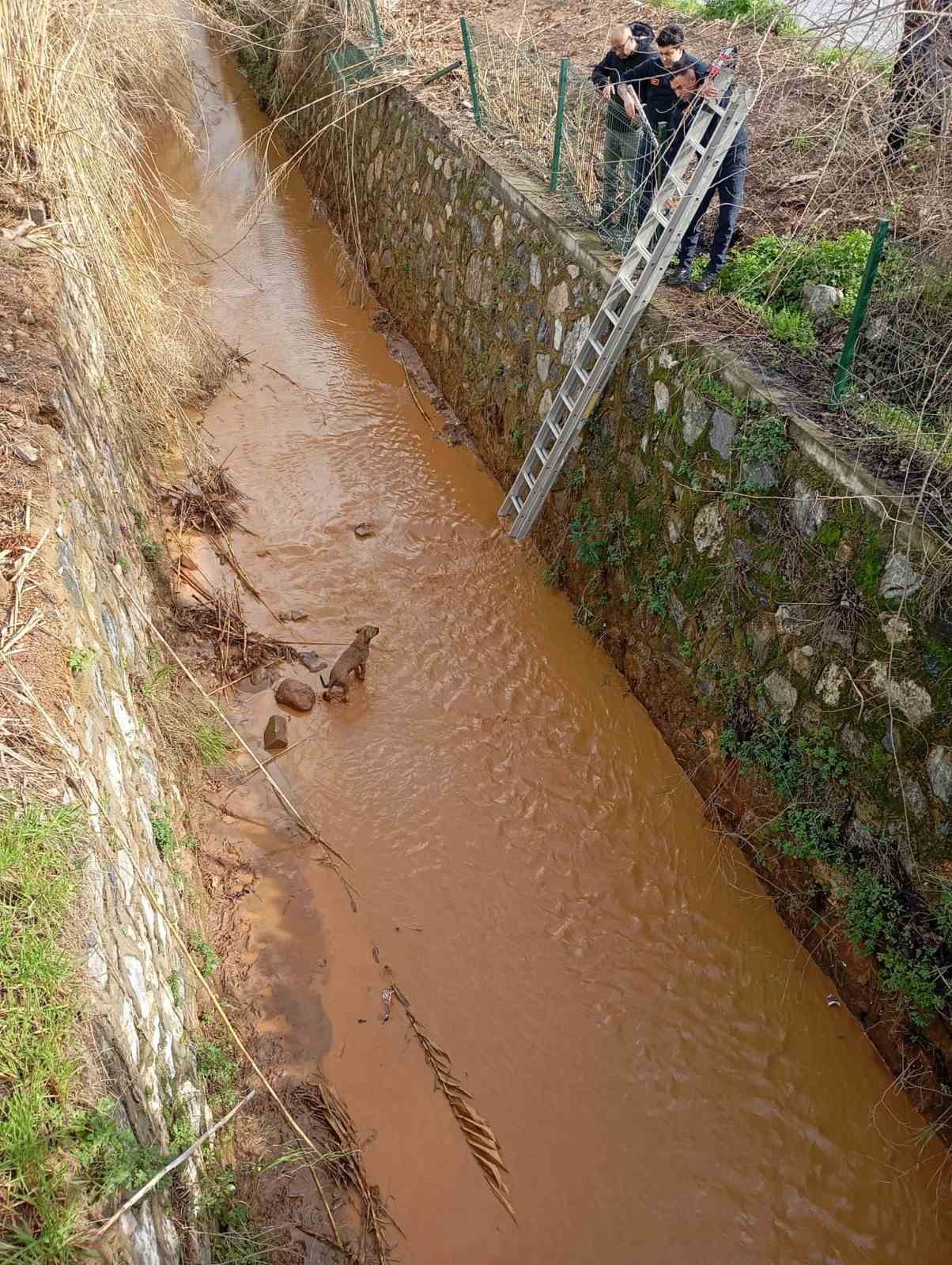Kanala düşen köpeği itfaiye ekipleri kurtardı
