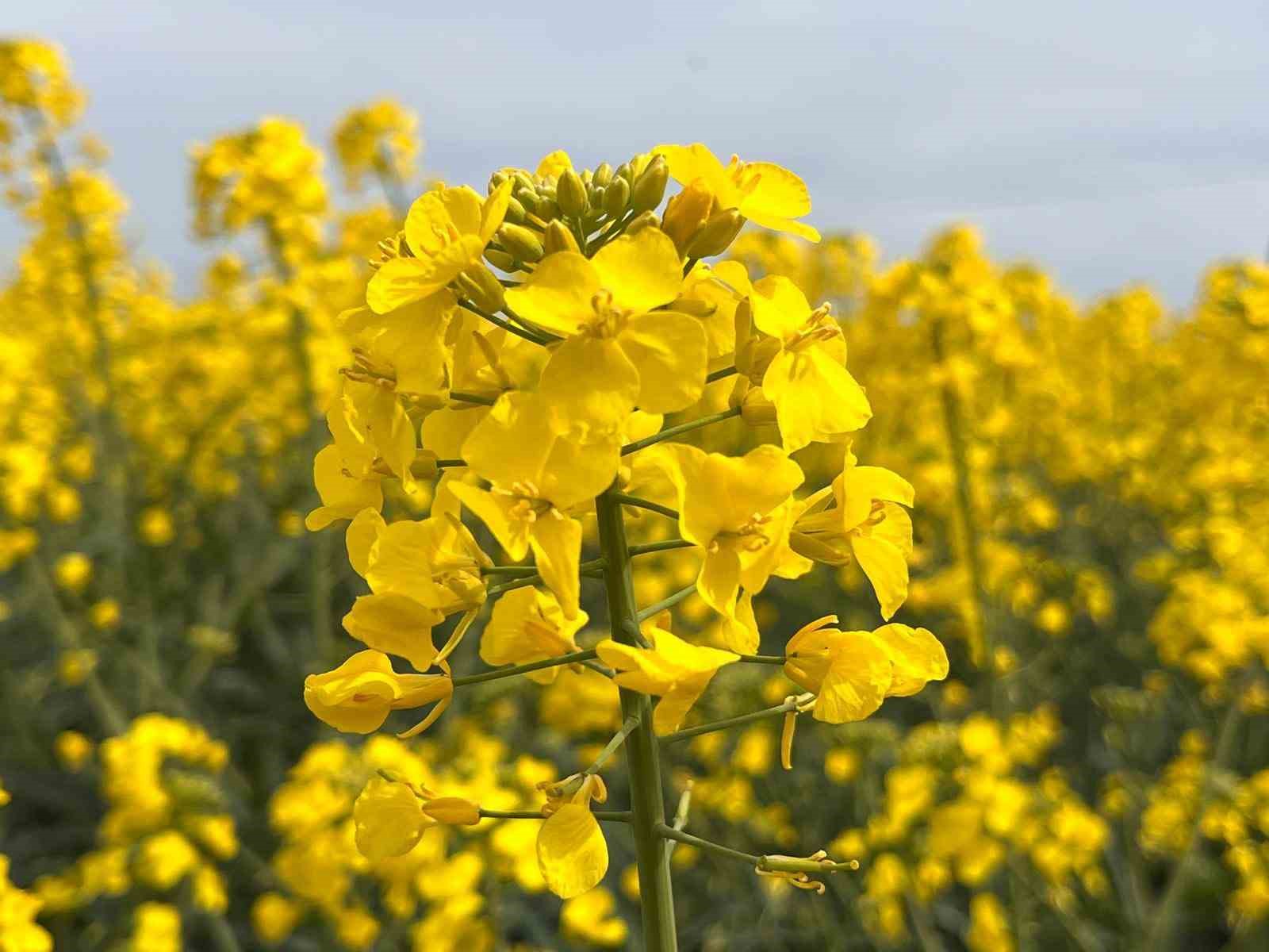 Kanola ilaçlamasında arıların korunması çağrısı
