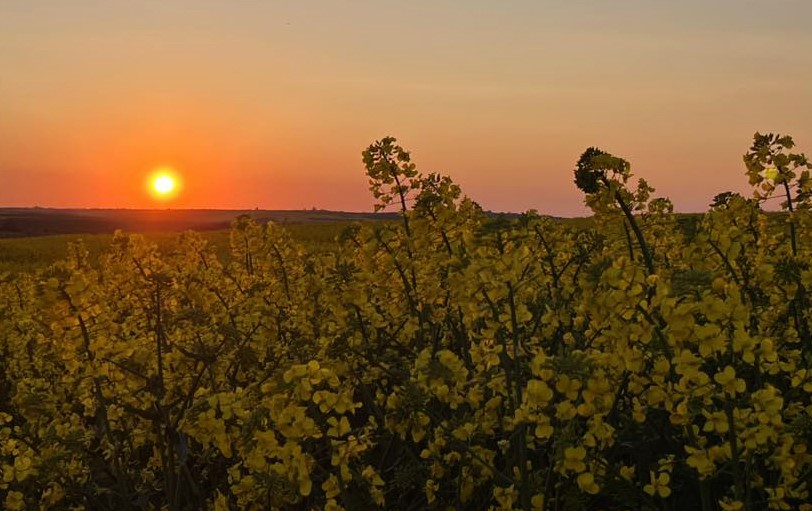 Kanola tarlalarında gün batımı manzarası
