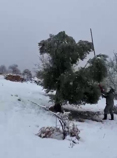 Kar ağırlığına dayanamayan ağaçlar zarar gördü
