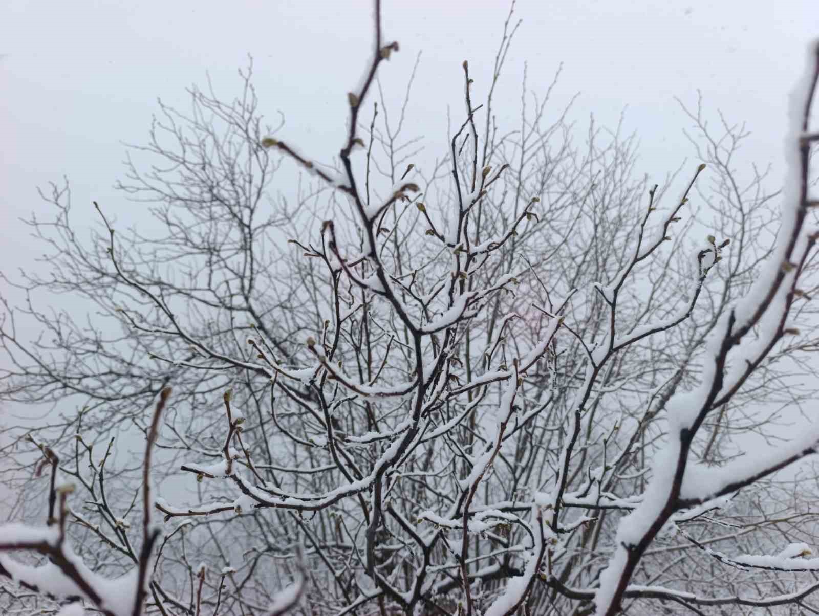 Kar altında kalan fındık bahçeleri, üreticileri tedirgin ediyor
