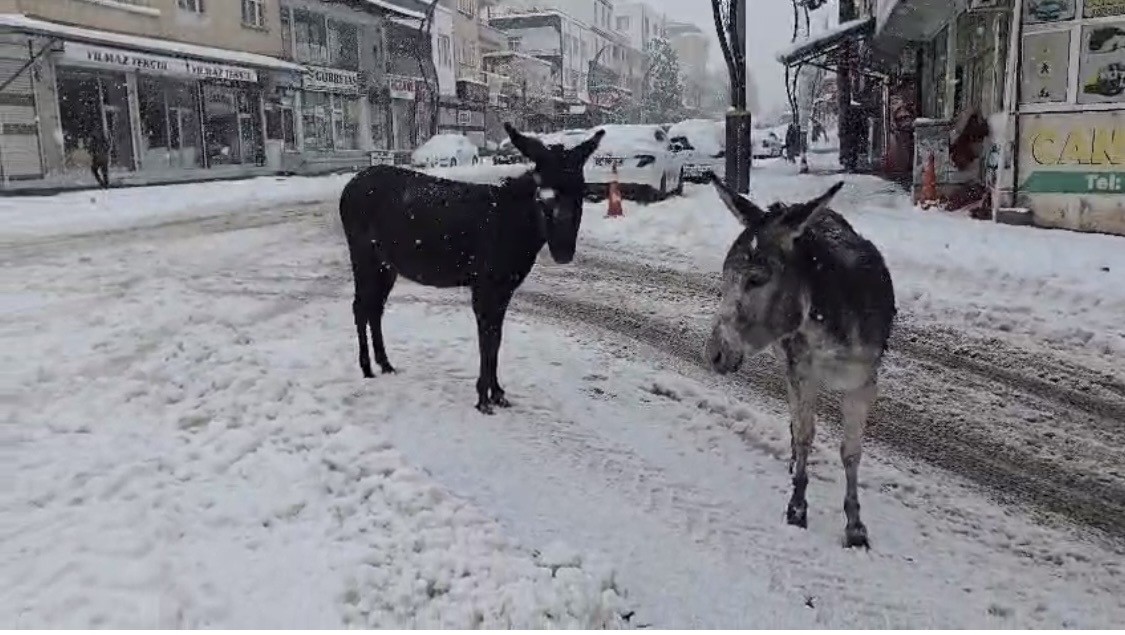 Kar altındaki eşekleri çiftliğine götürüp besledi
