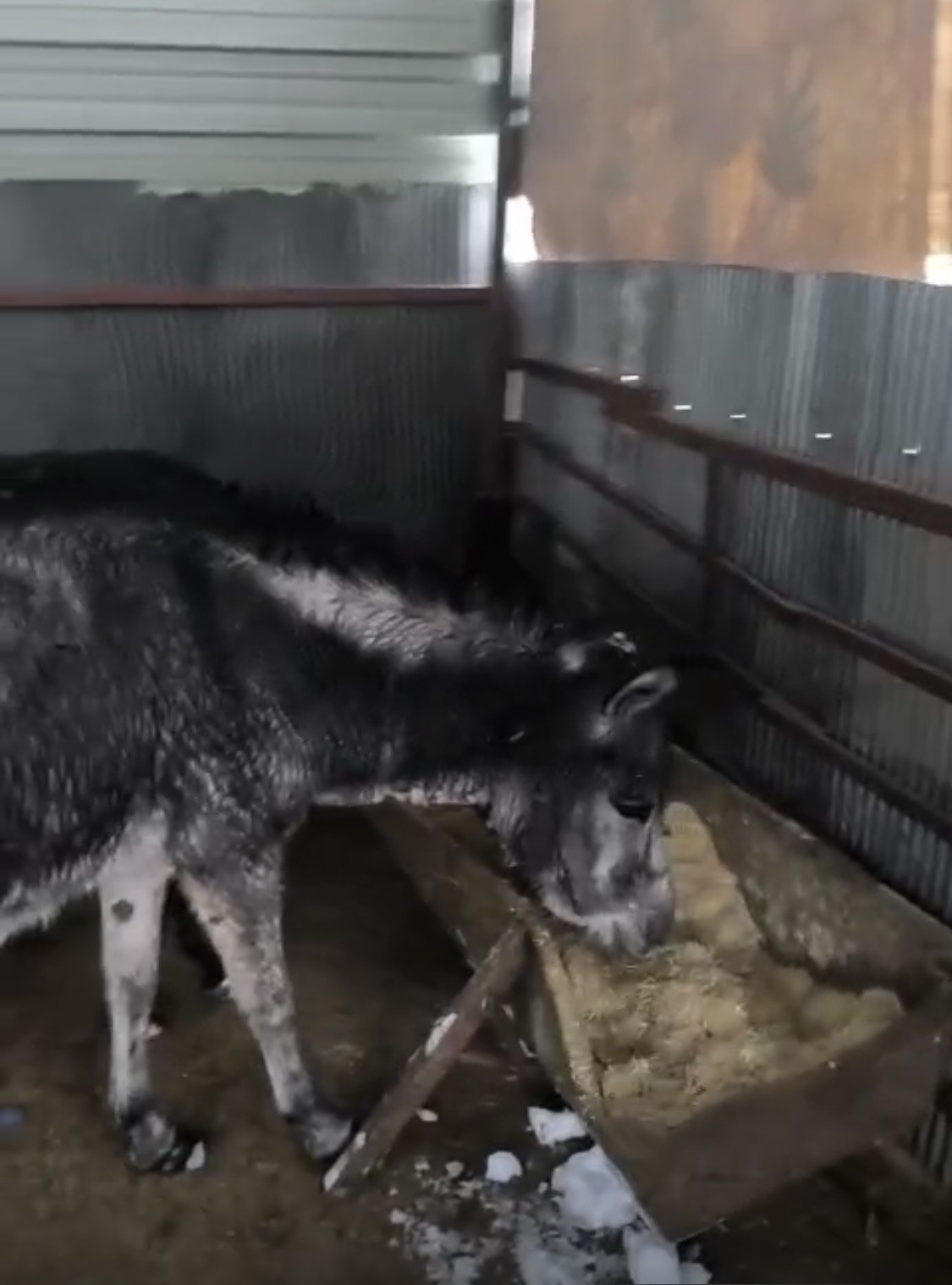 Kar altındaki eşekleri çiftliğine götürüp besledi
