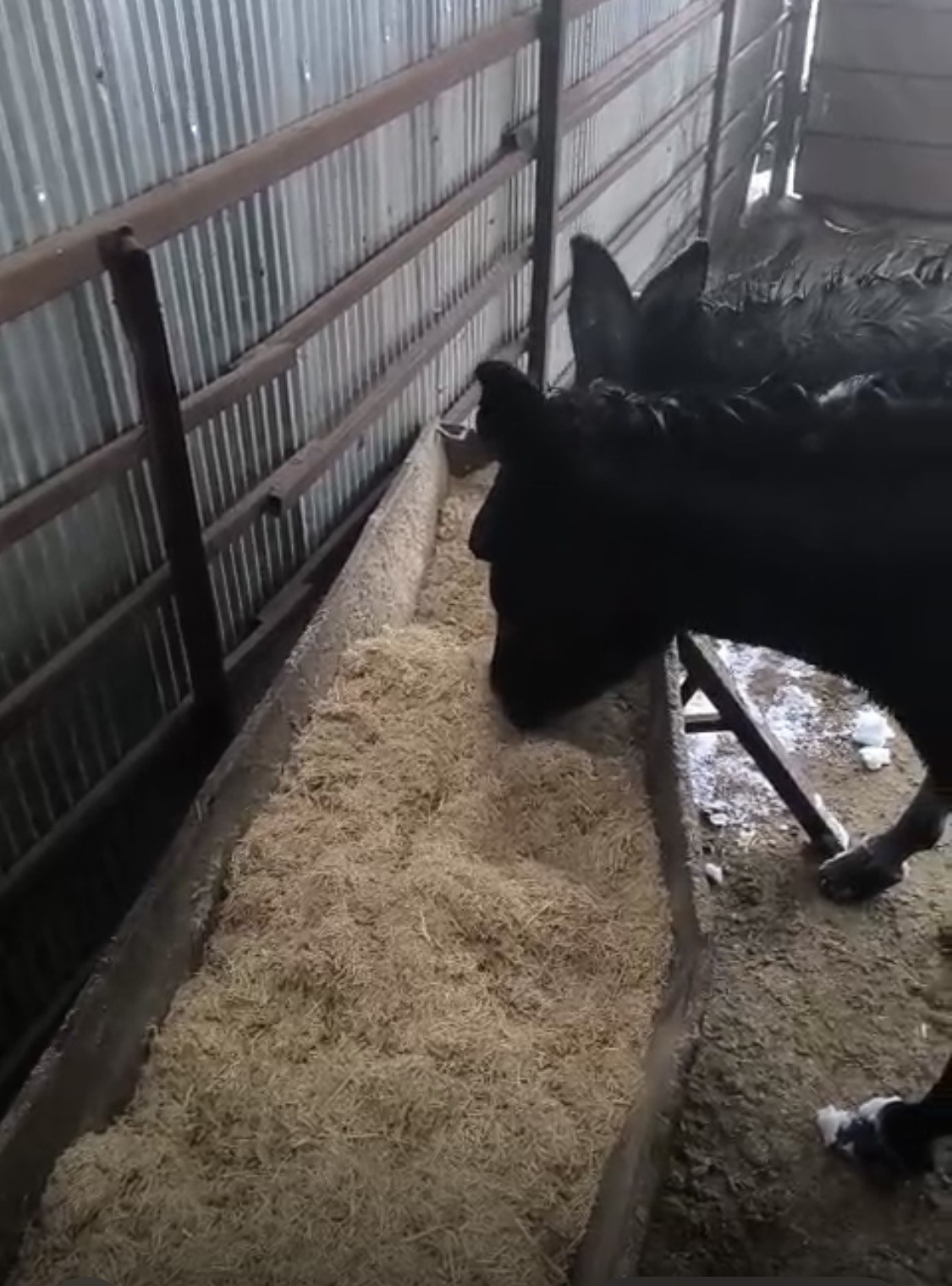 Kar altındaki eşekleri çiftliğine götürüp besledi
