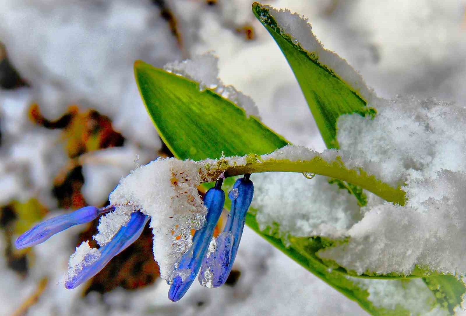 Kar altından çıkan kaya sümbülü görsel şölen sunuyor
