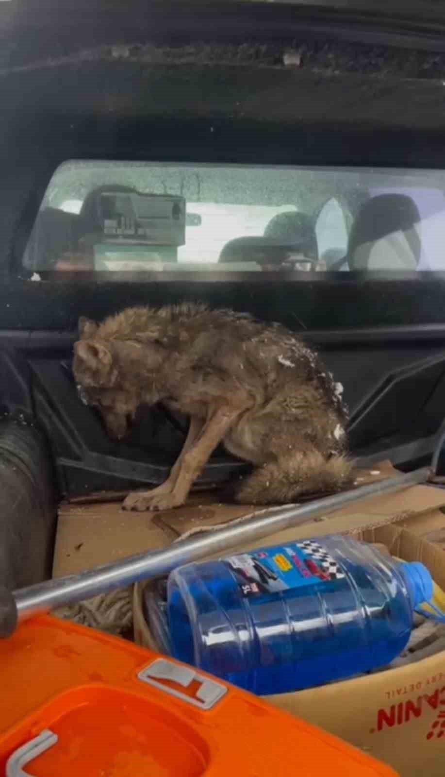 Kar nedeniyle aç kalan kurt, köpek barınağına sığındı
