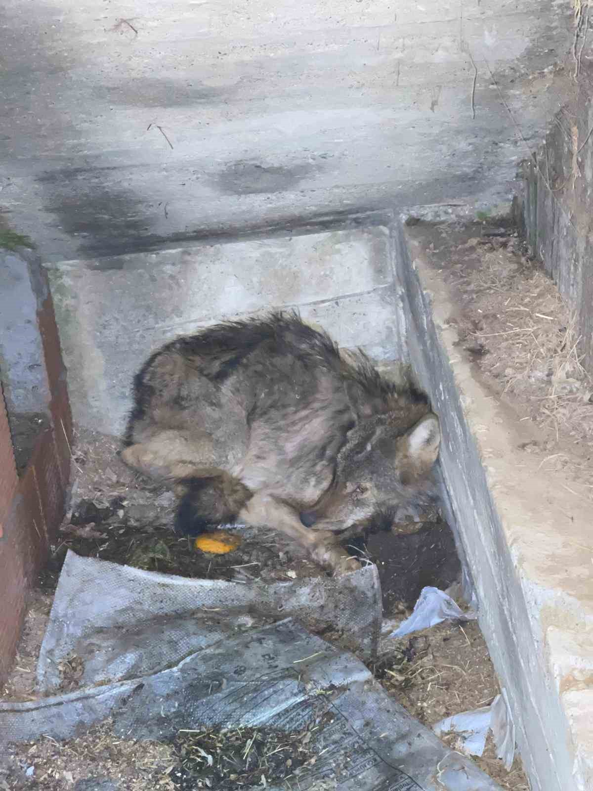 Kar nedeniyle aç kalan kurt, köpek barınağına sığındı
