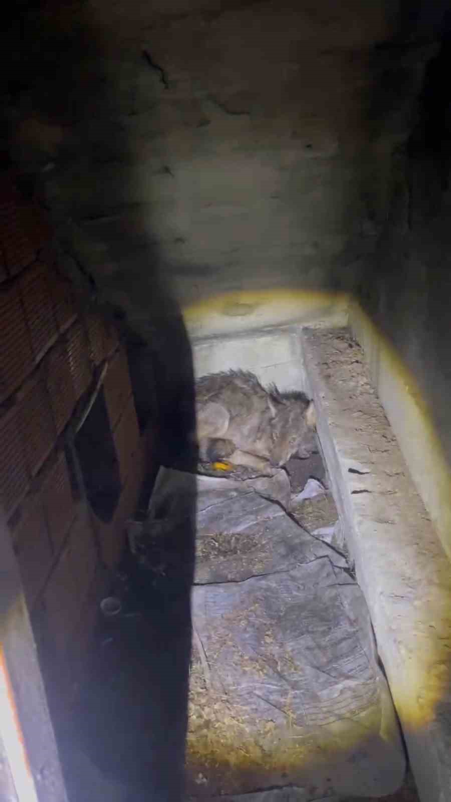 Kar nedeniyle aç kalan kurt, köpek barınağına sığındı
