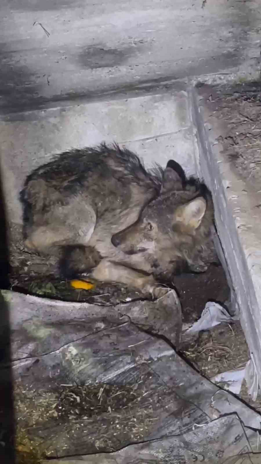 Kar nedeniyle aç kalan kurt, köpek barınağına sığındı
