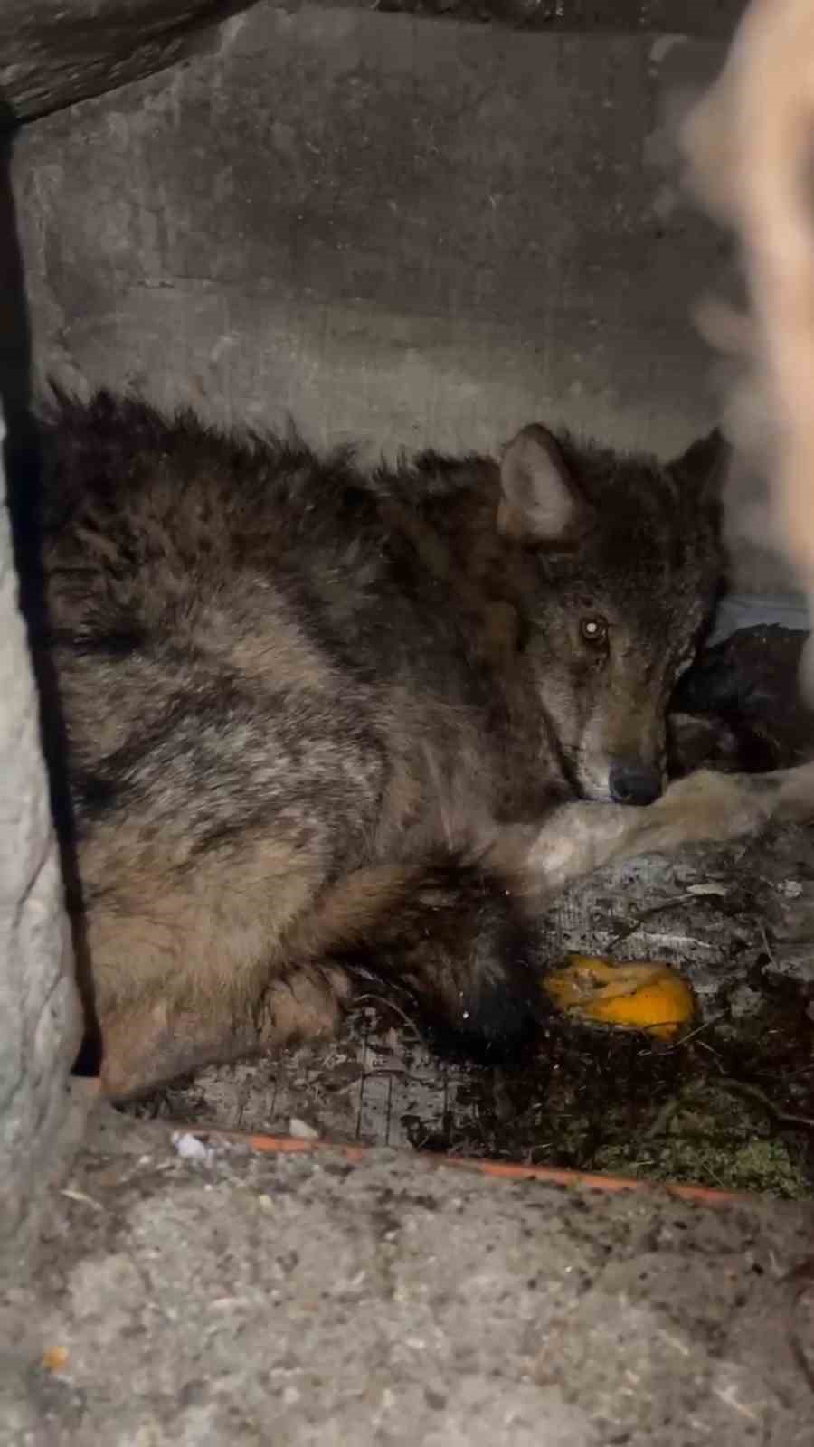 Kar nedeniyle aç kalan kurt, köpek barınağına sığındı
