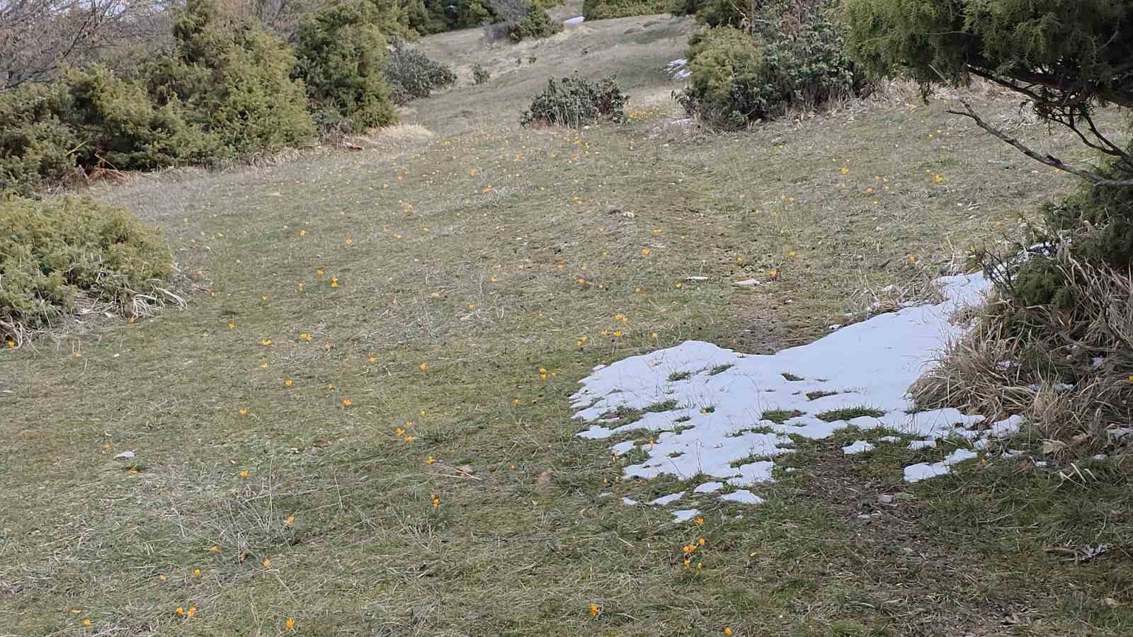 Kar ve çiçek açan çiğdemler yan yana
