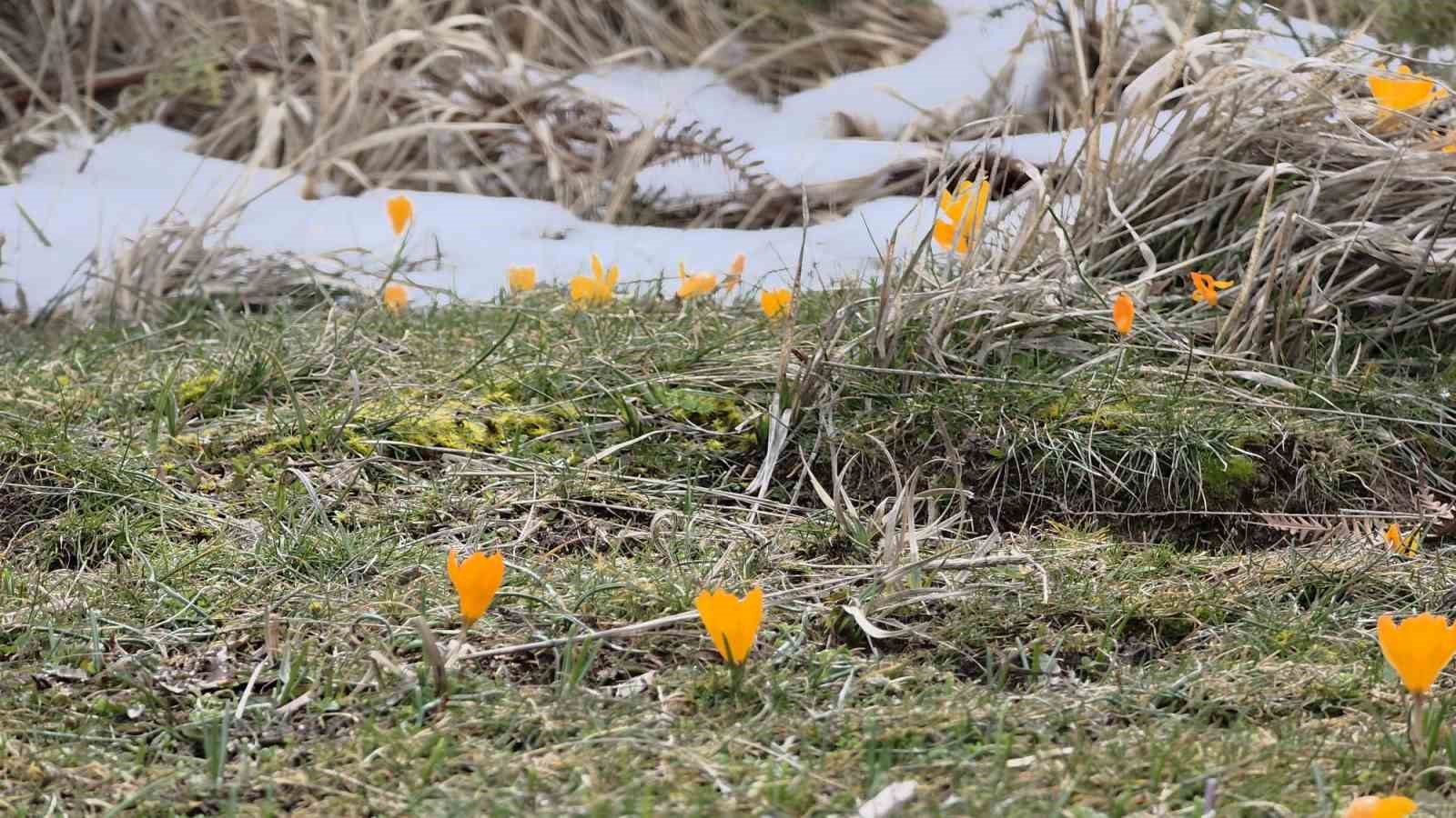 Kar ve çiçek açan çiğdemler yan yana
