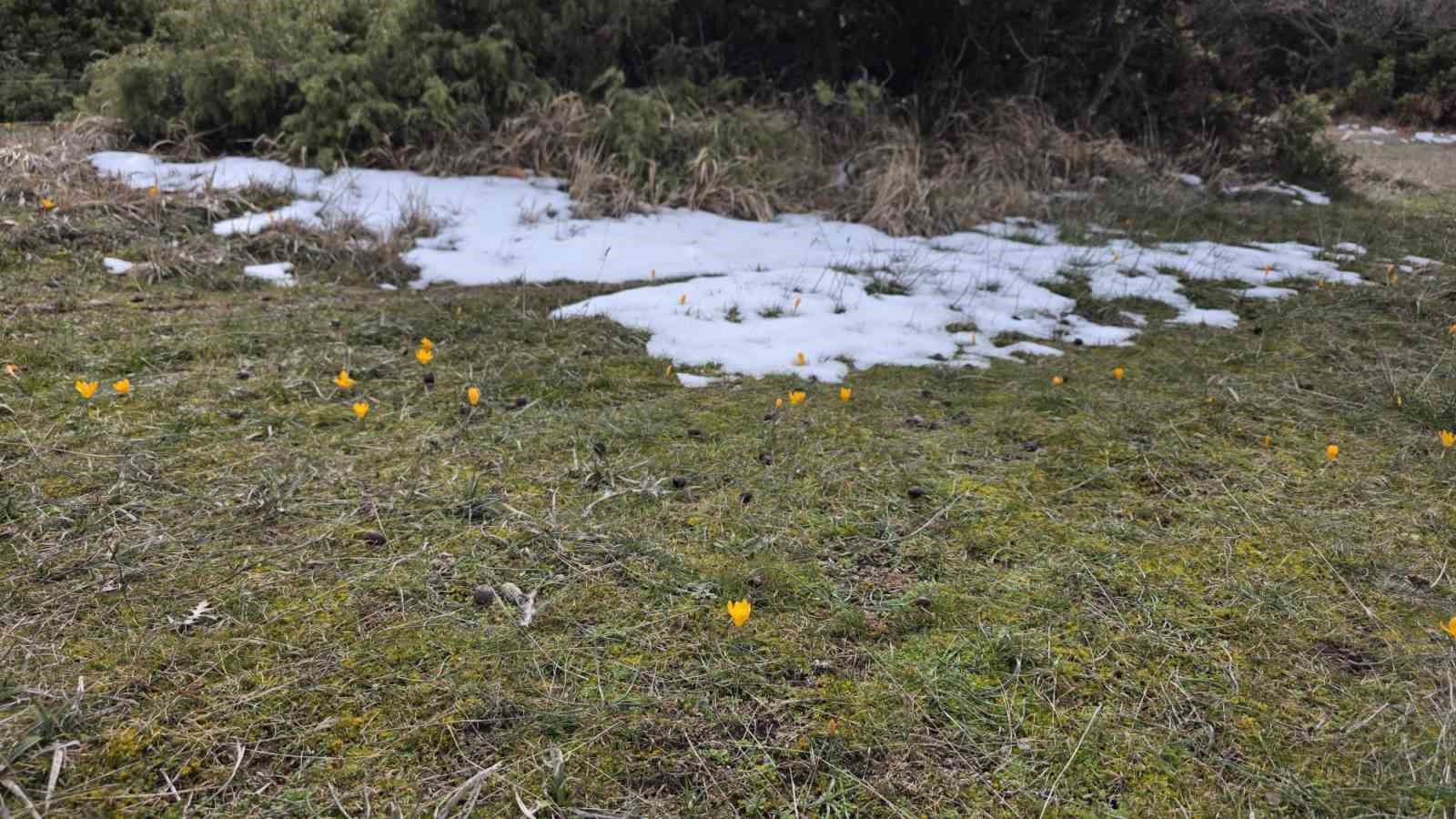 Kar ve çiçek açan çiğdemler yan yana
