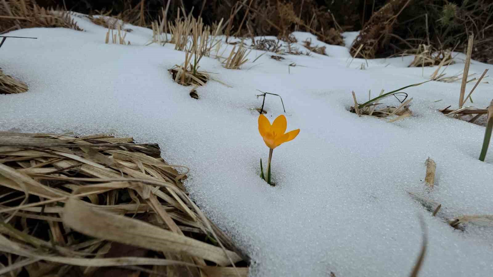 Kar ve çiçek açan çiğdemler yan yana
