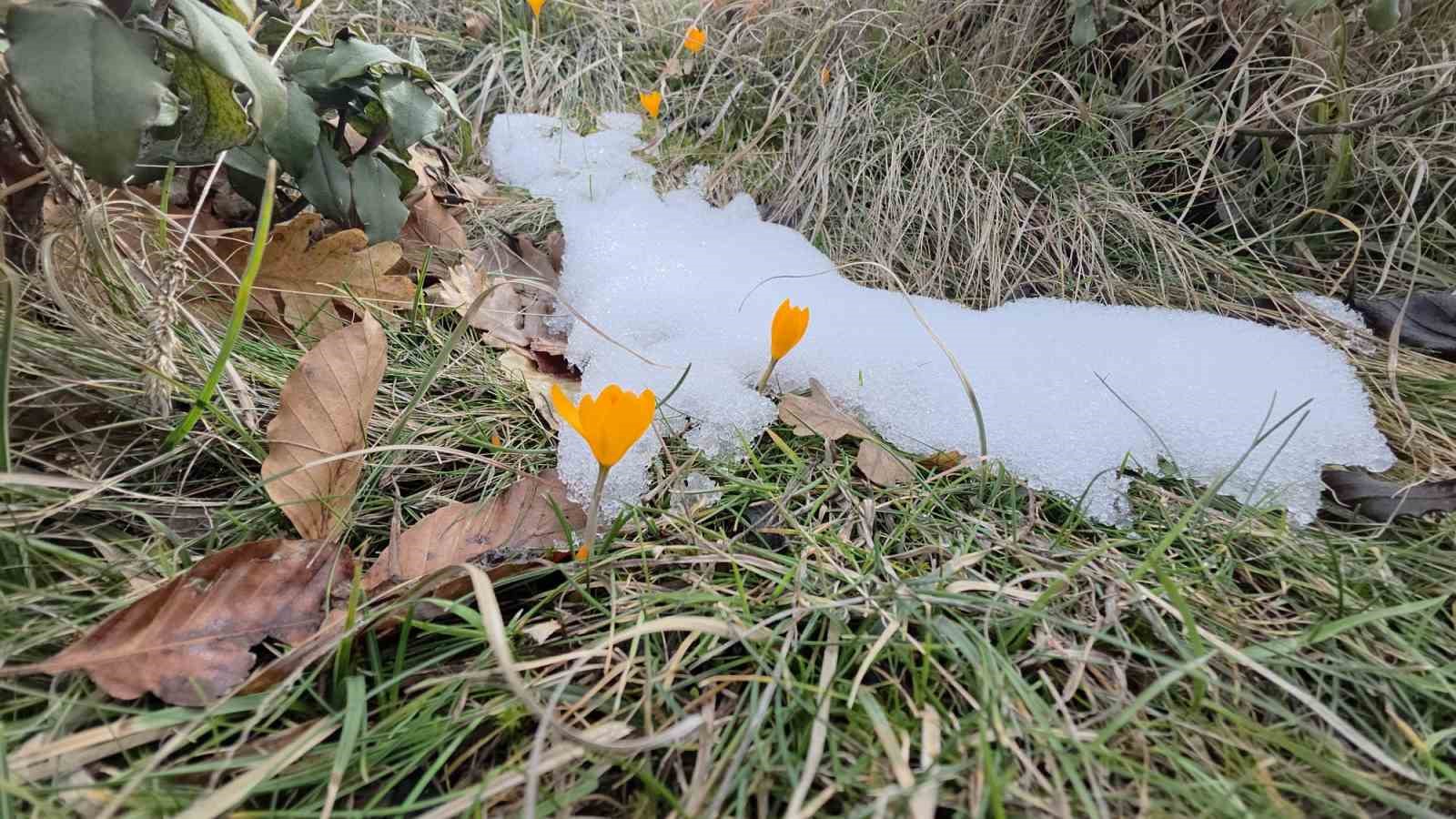 Kar ve çiçek açan çiğdemler yan yana
