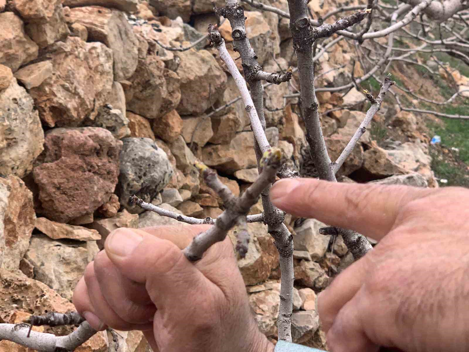 Kar ve yağmur bereketi: Antep fıstığında kuraklık endişesi geçti

