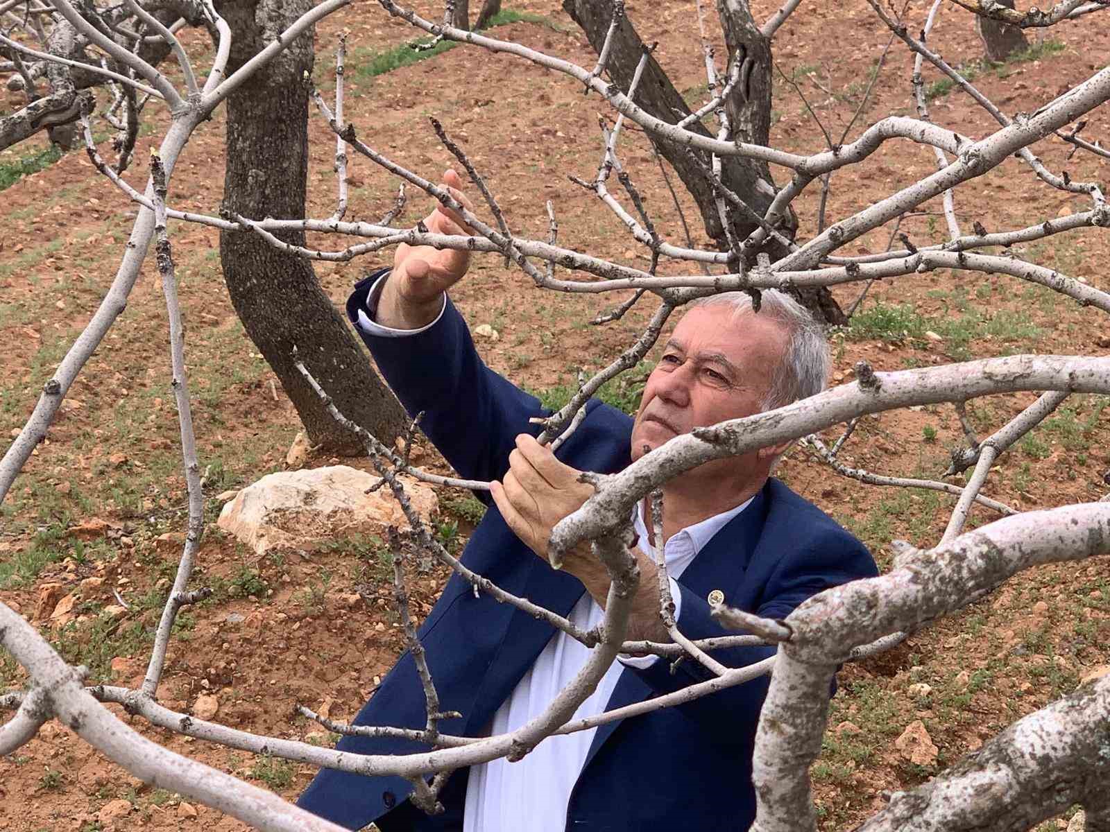Kar ve yağmur bereketi: Antep fıstığında kuraklık endişesi geçti
