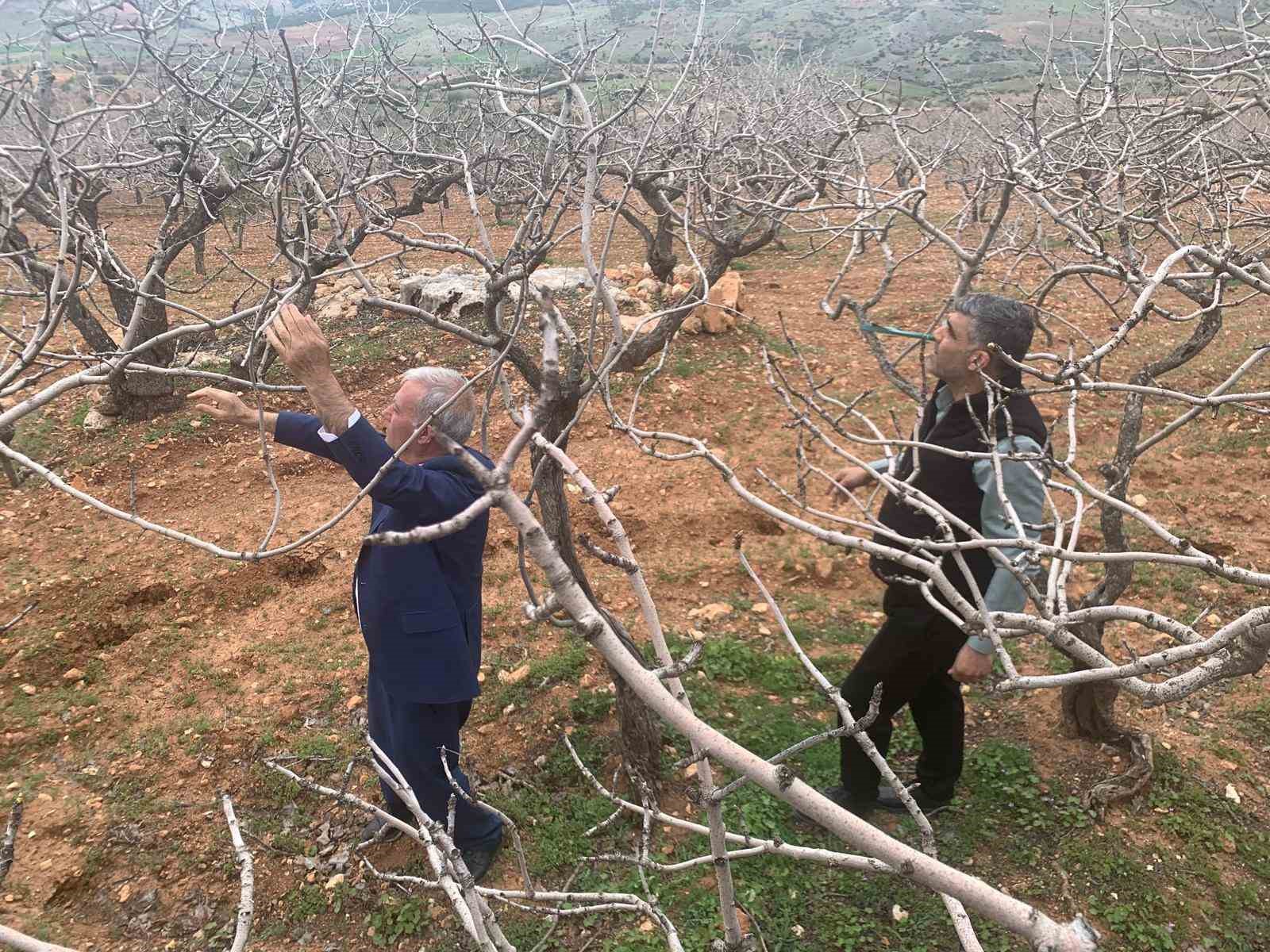 Kar ve yağmur bereketi: Antep fıstığında kuraklık endişesi geçti
