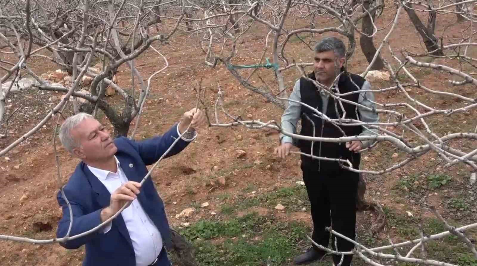 Kar ve yağmur bereketi: Antep fıstığında kuraklık endişesi geçti
