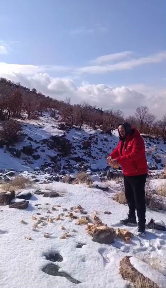 Kar yağışı Karacadağ’daki yaban hayatını zorladı
