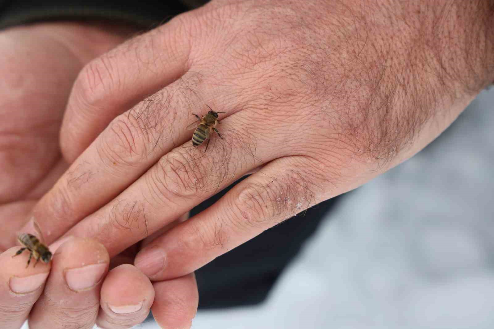Kar yağışı, koloni kayıplarını ve hastalıkları minimuma indirdi: Arıcılar sezonundan ümitli
Kar yağışı, koloni kayıplarını ve hastalıkları minimuma indirdi: Arıcılar sezonundan ümitli