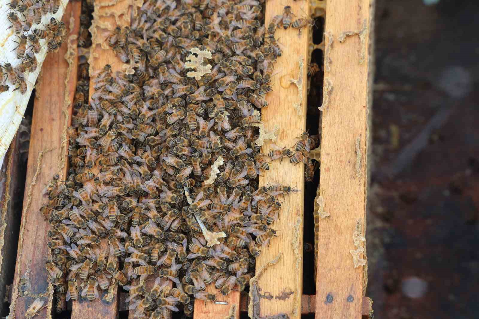 Kar yağışı, koloni kayıplarını ve hastalıkları minimuma indirdi: Arıcılar sezonundan ümitli
Kar yağışı, koloni kayıplarını ve hastalıkları minimuma indirdi: Arıcılar sezonundan ümitli