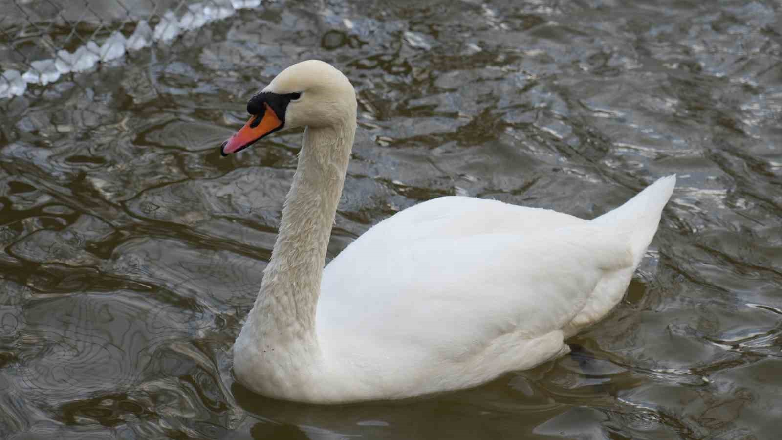 Kar yağışını fırsata çeviren Ankaralılar parklara akın etti
Kar yağışını fırsata çeviren Ankaralılar parklara akın etti