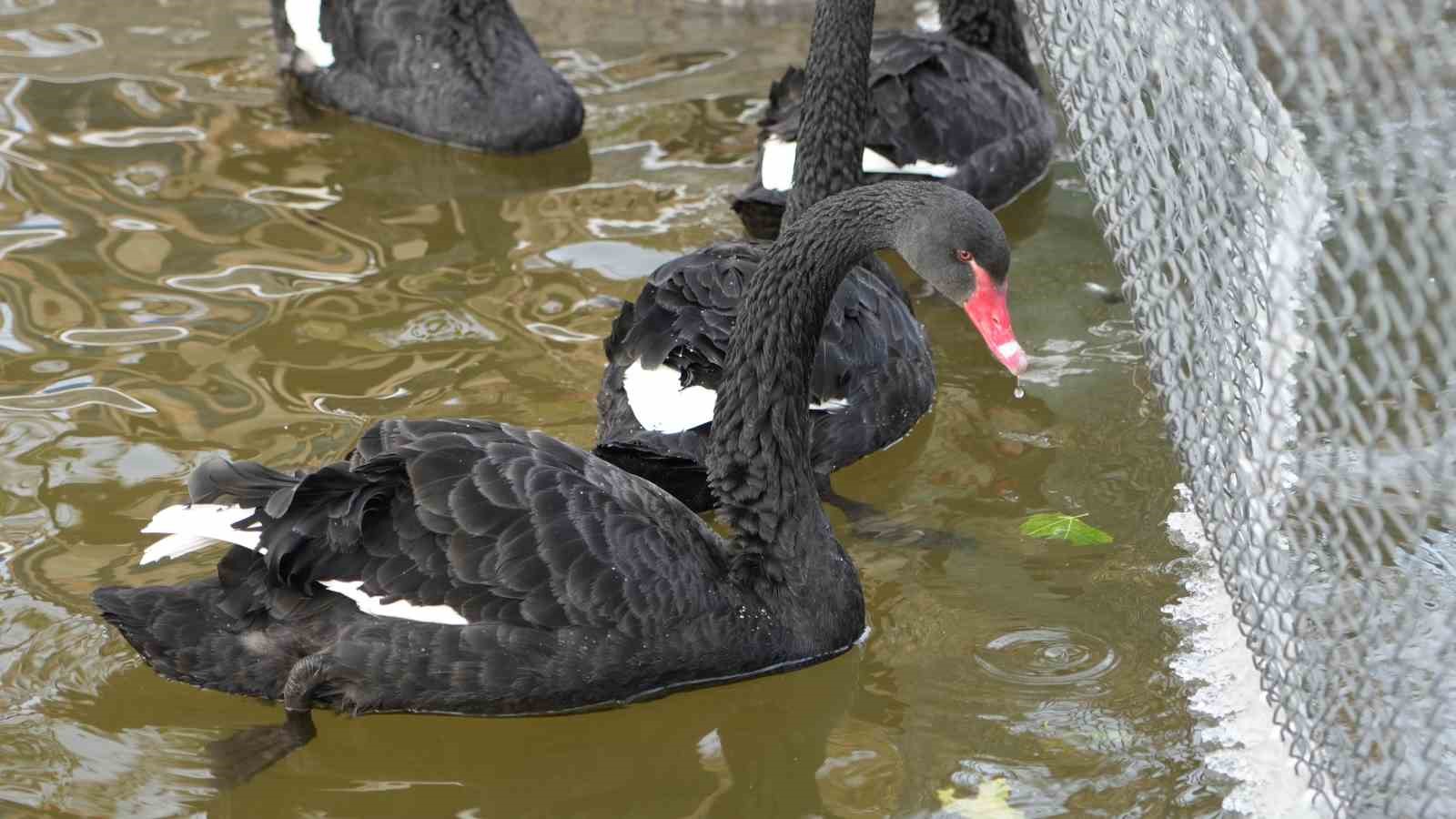 Kar yağışını fırsata çeviren Ankaralılar parklara akın etti
Kar yağışını fırsata çeviren Ankaralılar parklara akın etti