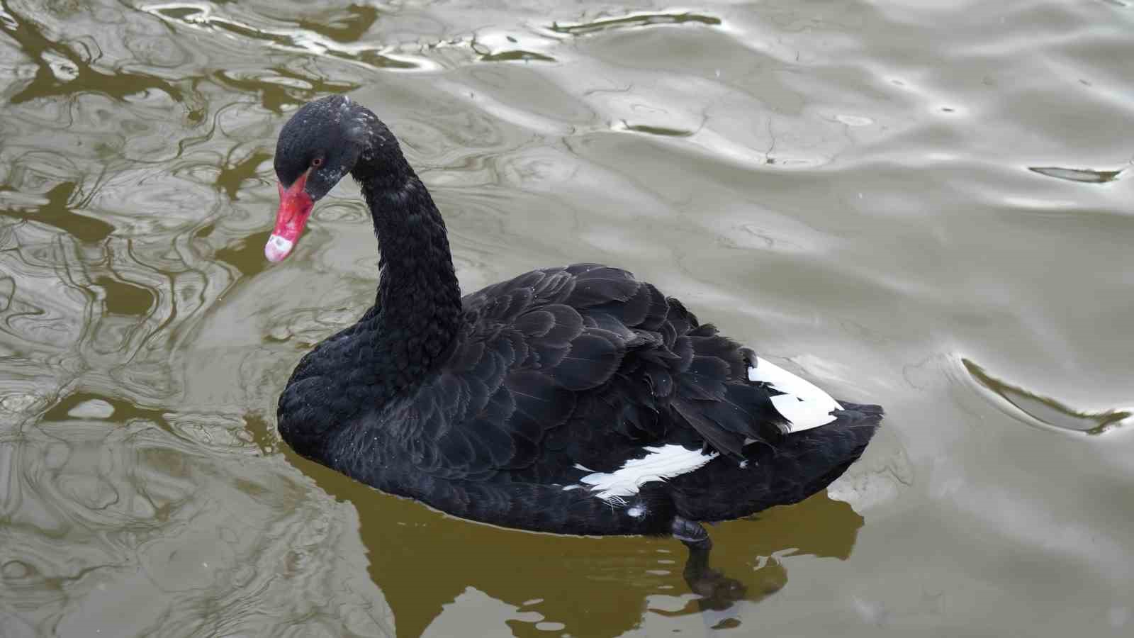 Kar yağışını fırsata çeviren Ankaralılar parklara akın etti
Kar yağışını fırsata çeviren Ankaralılar parklara akın etti