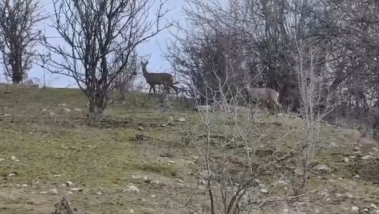 Karabük ormanlarının zarif sakinleri böyle görüntülendi
