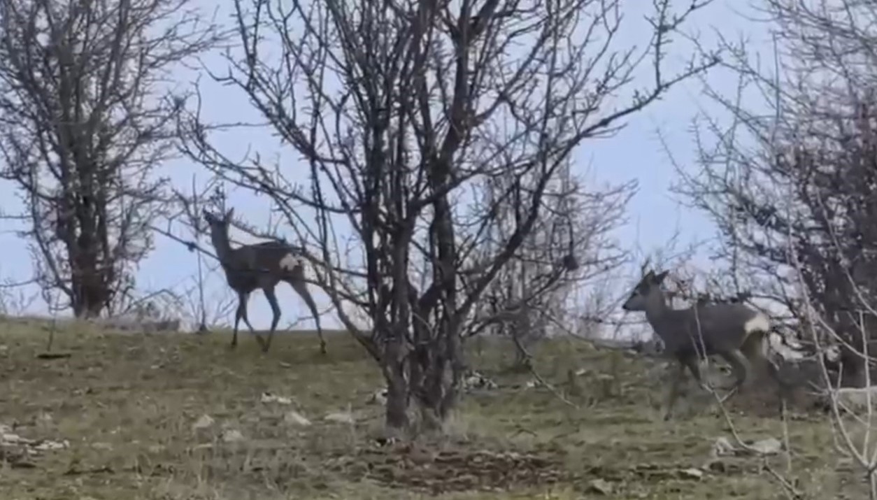 Karabük ormanlarının zarif sakinleri böyle görüntülendi
