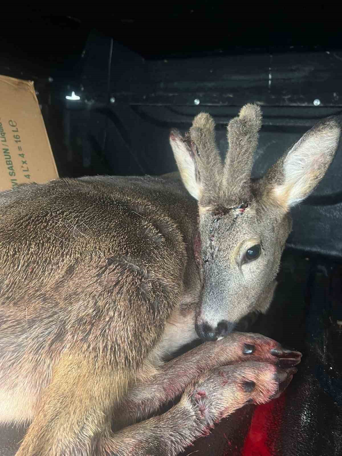 Karabük’te aracın çarptığı karaca ameliyat edildi
