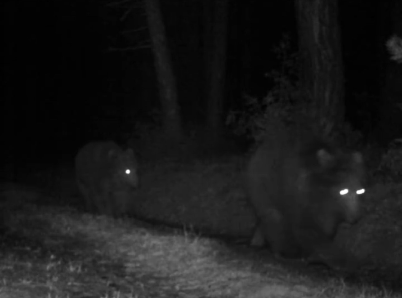 Karabük’te boz ayılar fotokapanla görüntülendi
