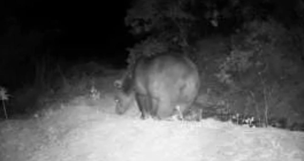 Karabük’te fotokapan yaban hayatını gözler önüne serdi
