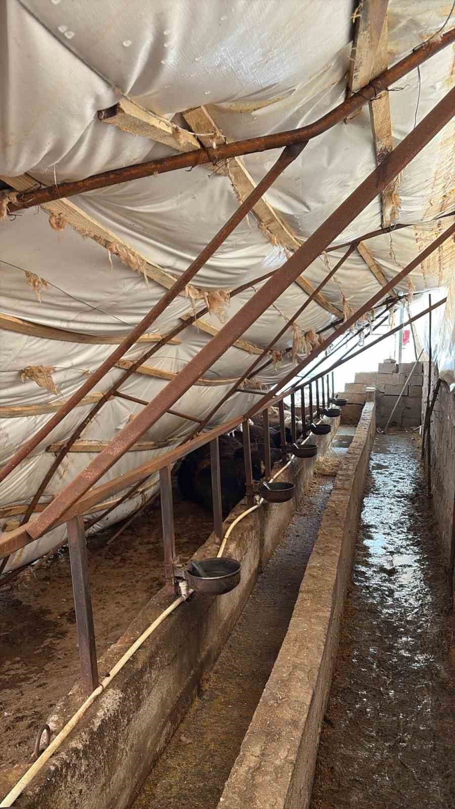 Karabük’te kar yağışı ahıl çatısını çökertti: 7 büyükbaş hayvan telef oldu
