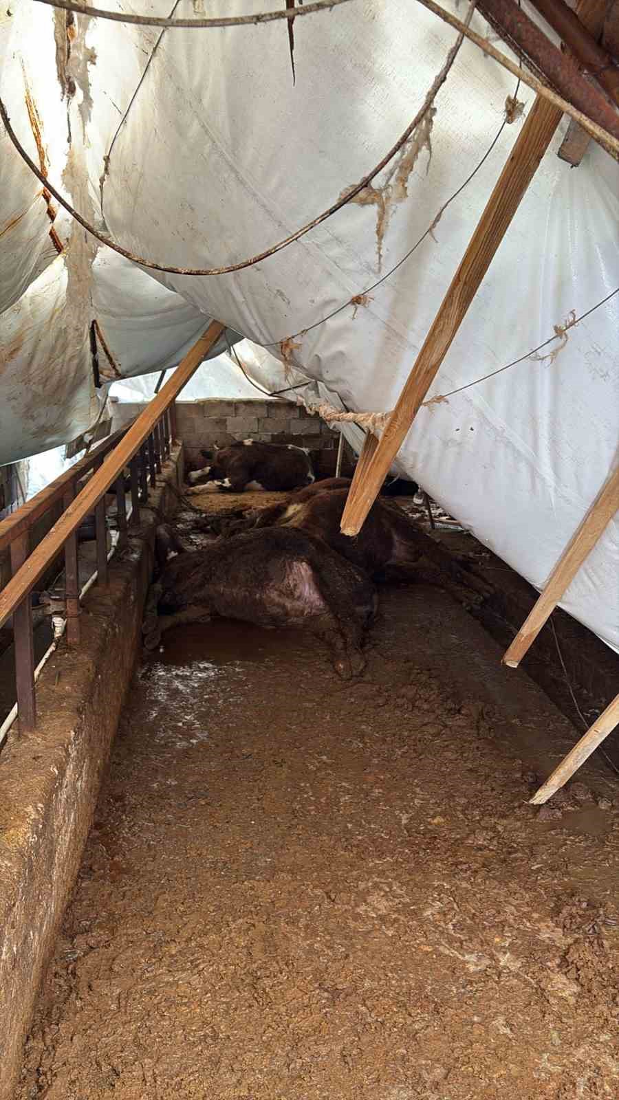 Karabük’te kar yağışı ahıl çatısını çökertti: 7 büyükbaş hayvan telef oldu
