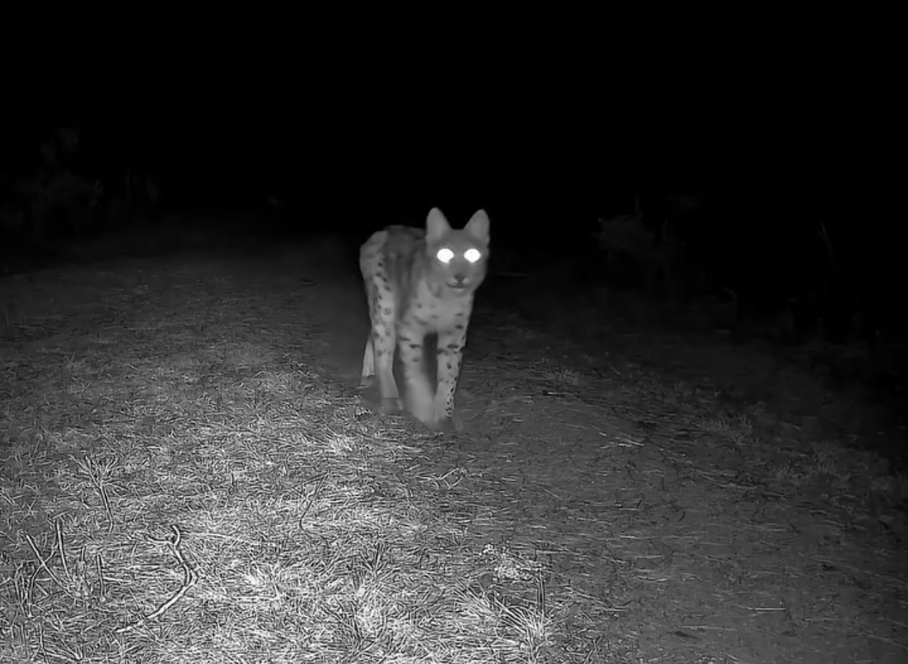 Karabük’te vaşak fotokapanla görüntülendi
