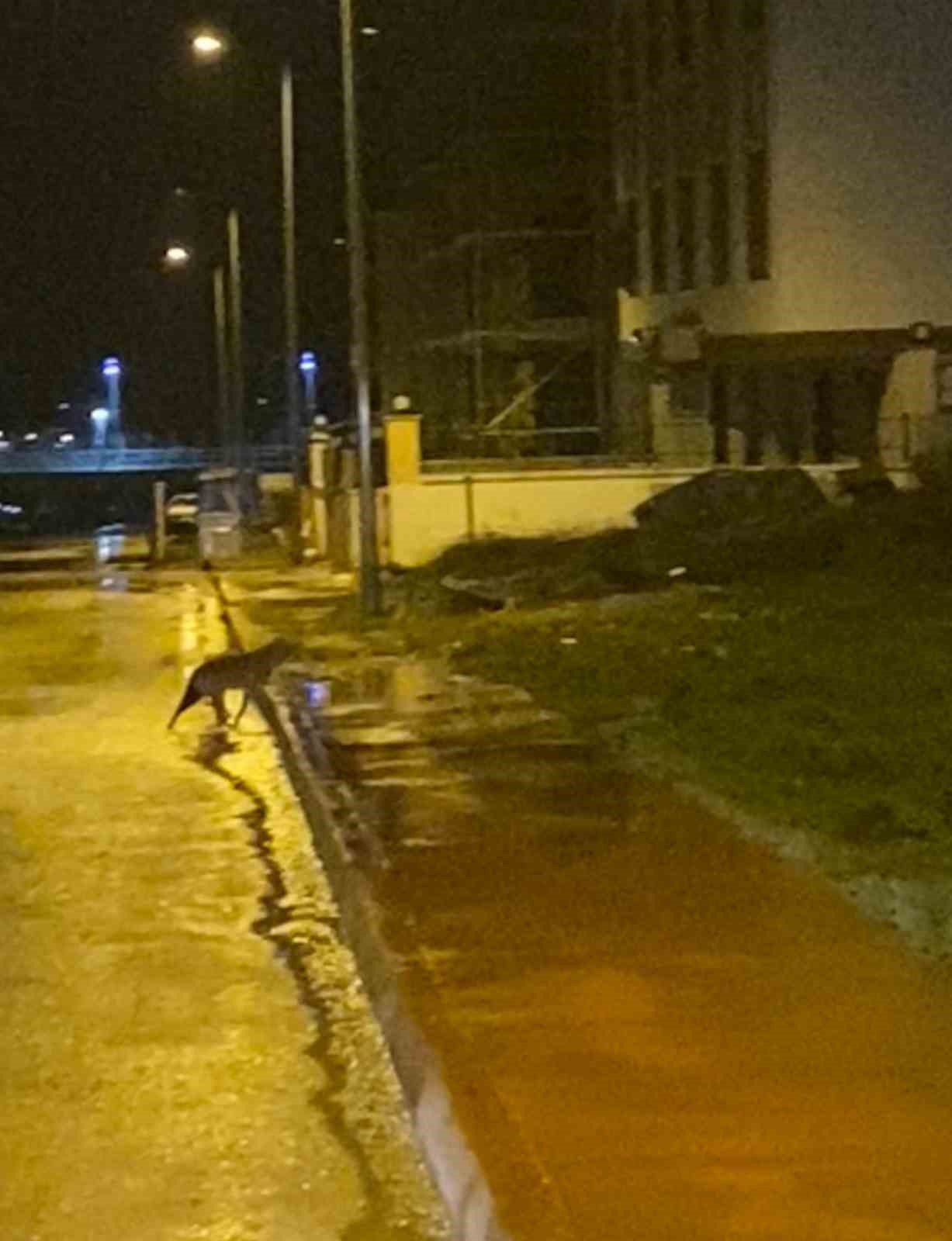 Karabük’te yerleşim yerlerine inen yaban hayvanları kamerada
