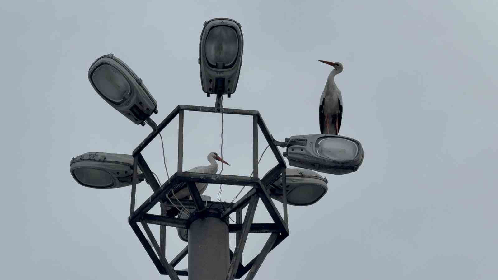Karabük’ün simgesi haline gelen leylek dronla görüntülendi
