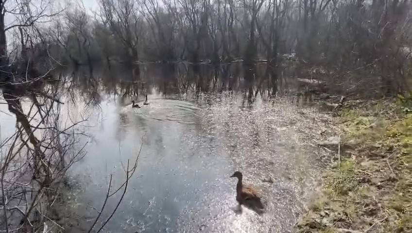Karacabey Longozları’nda yaban hayatına özgürlük
