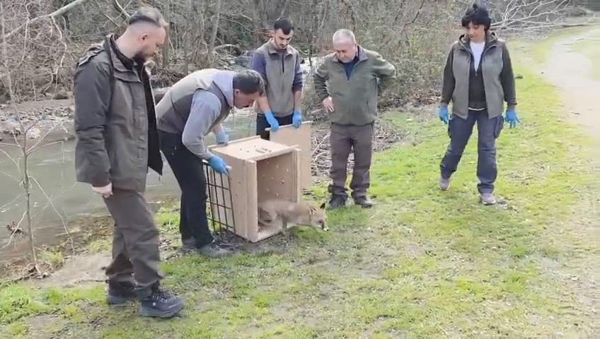 Karacabey Longozları’nda yaban hayatına özgürlük
