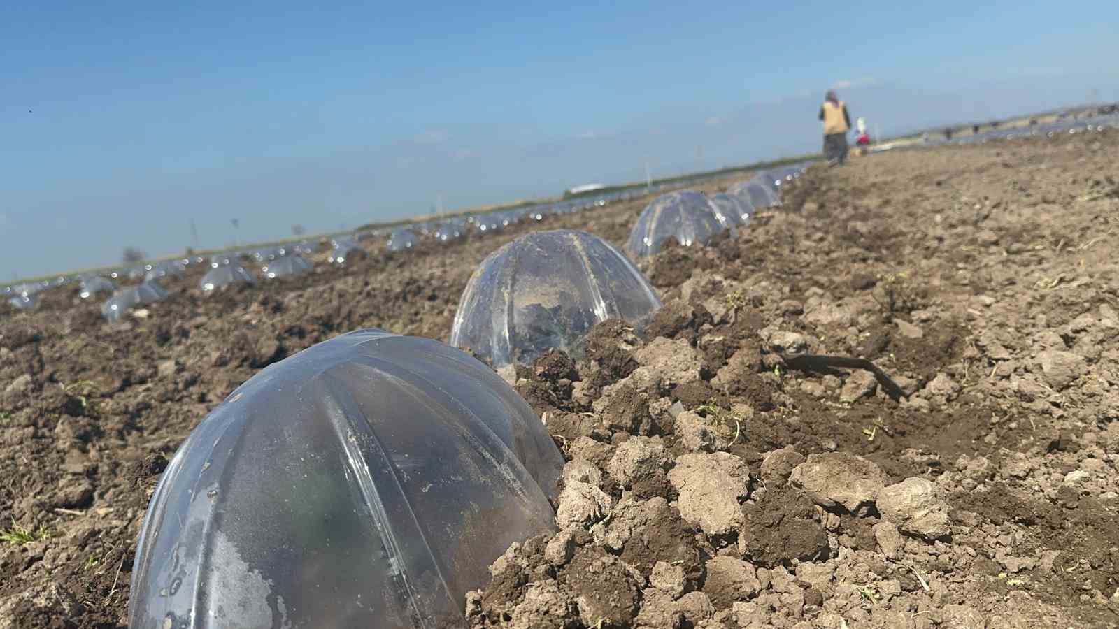 Karacabey Ovası’nda turfanda karpuz ekimi başladı

