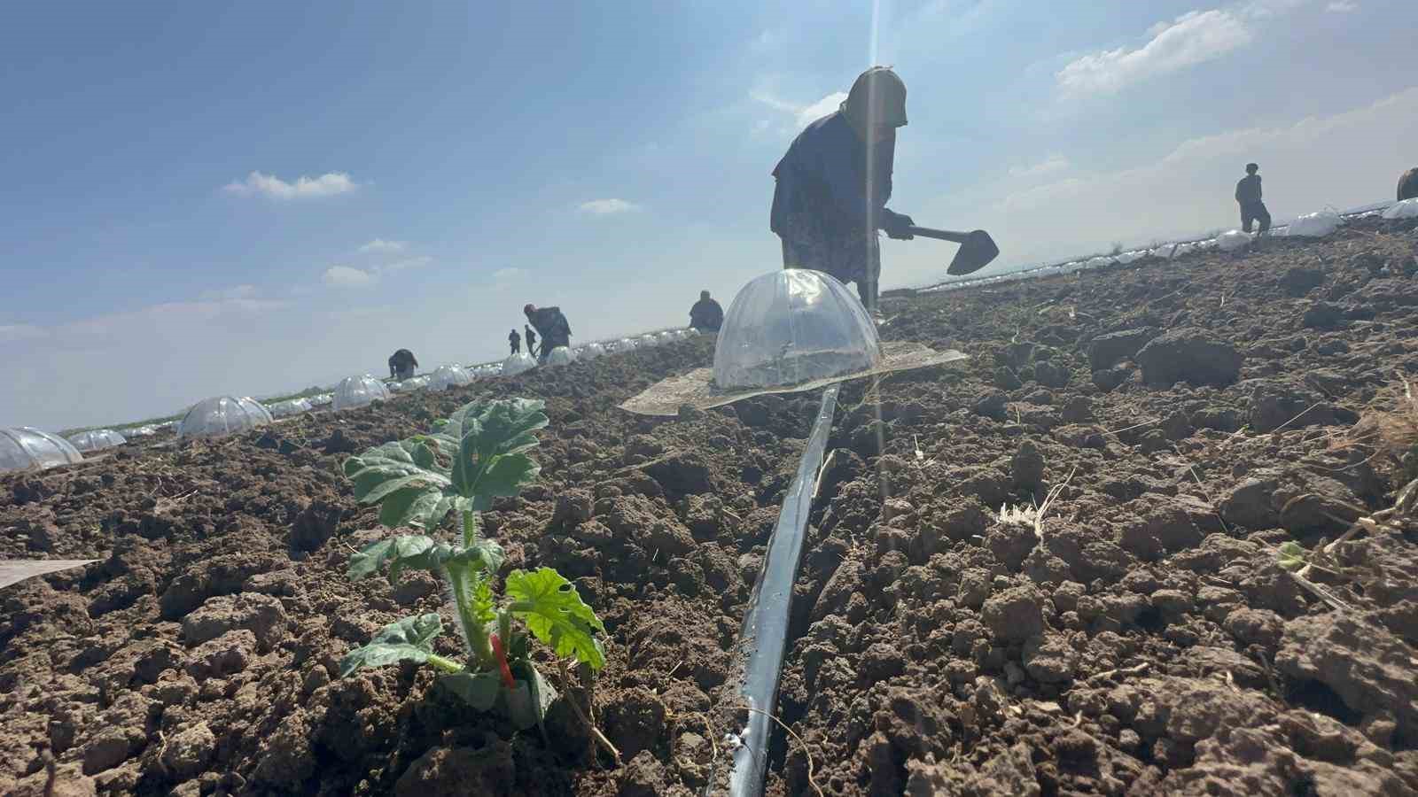 Karacabey Ovası’nda turfanda karpuz ekimi başladı
