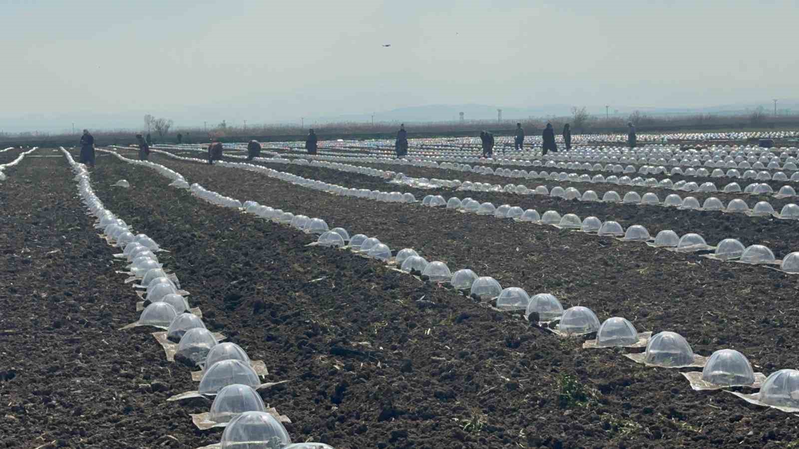 Karacabey Ovası’nda turfanda karpuz ekimi başladı
