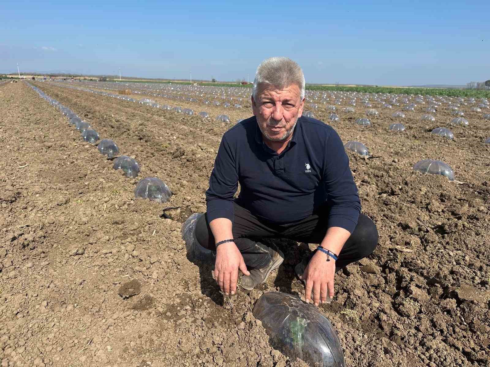 Karacabey’de salçalık domates ekiminde "serbest"in fazla olması bekleniyor
