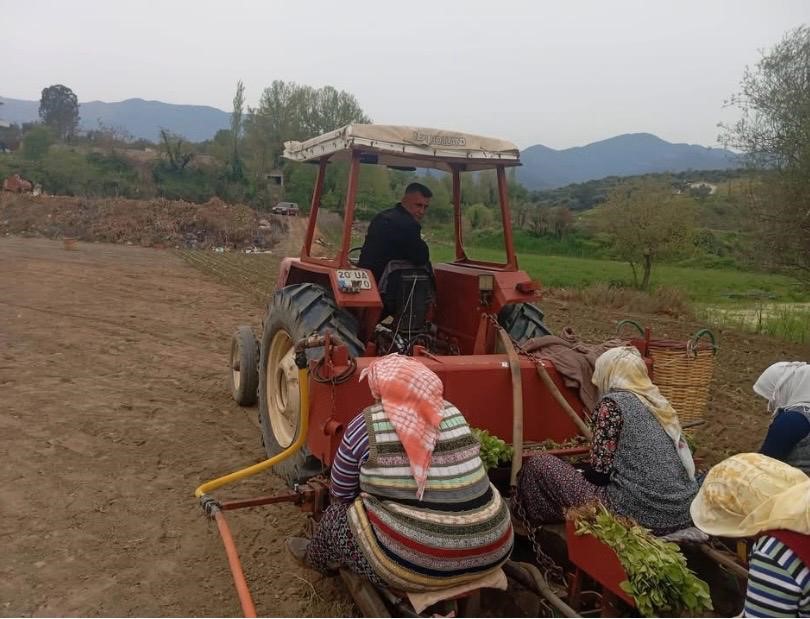 Karacasu’da çiftçilerin tütün mesaisi başladı
