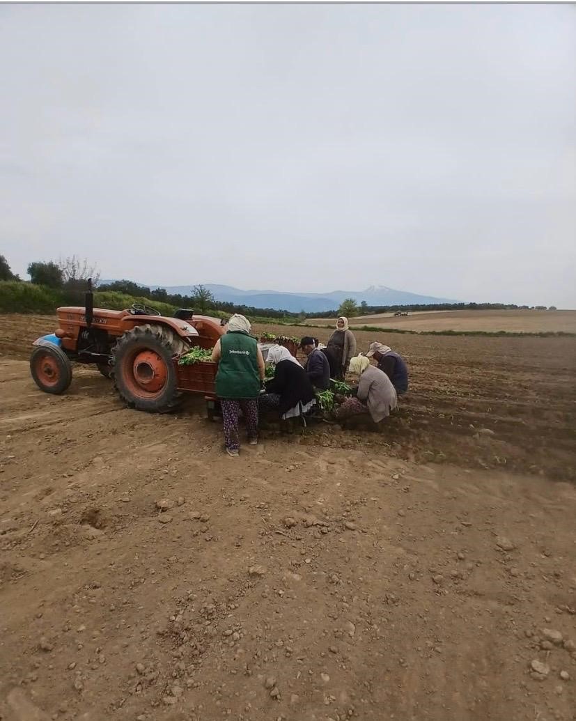 Karacasu’da çiftçilerin tütün mesaisi başladı
