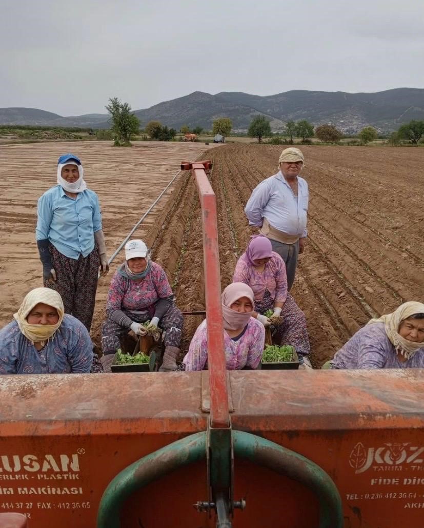 Karacasu’da çiftçilerin tütün mesaisi başladı
